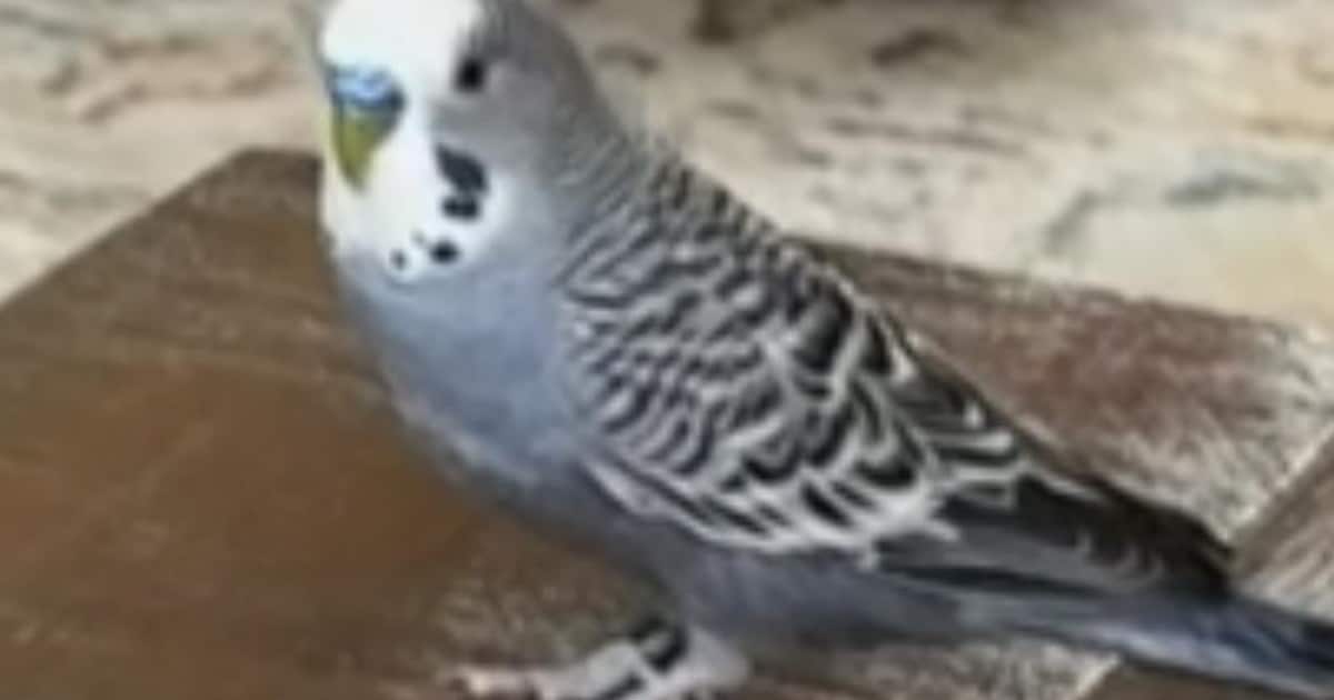 Heb jij Mavis gezien? Dit huisdier wordt in Twenterand vermist