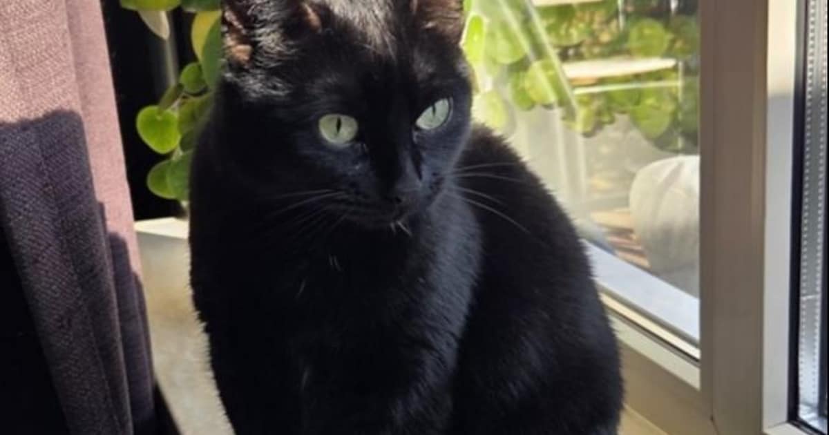 Heb jij Nijntje of Luna gezien? Deze twee huisdieren worden in Apeldoorn vermist