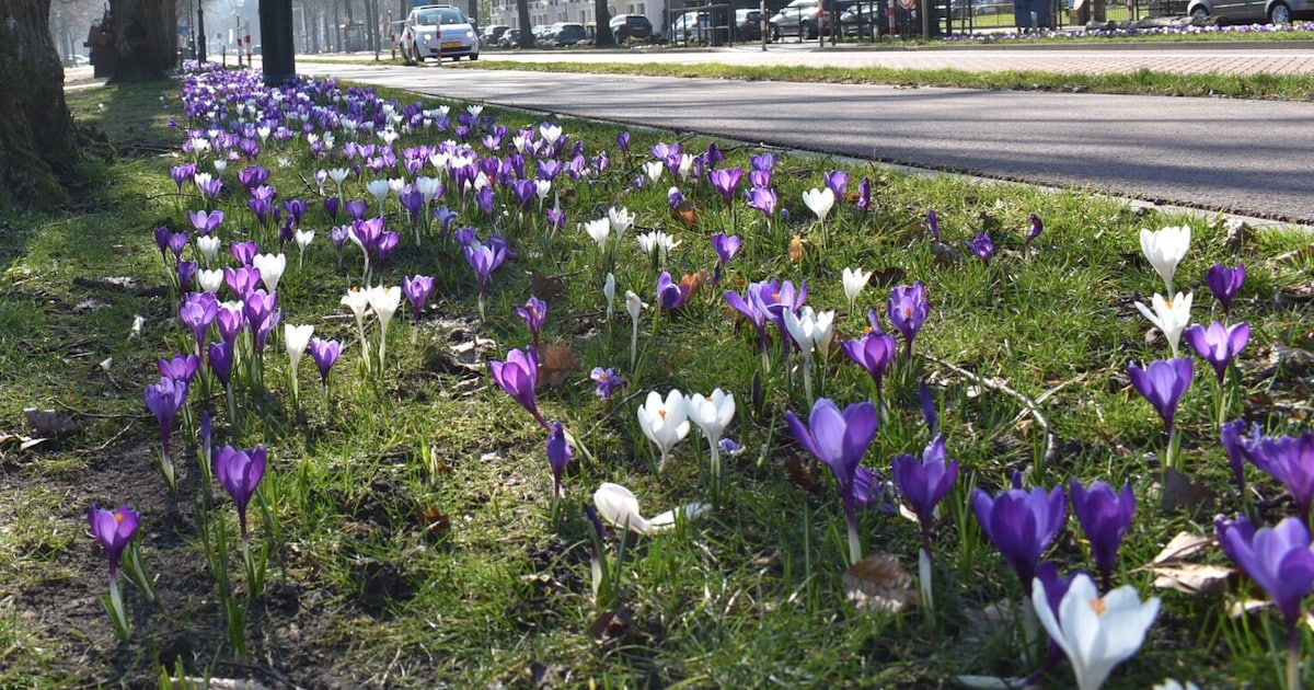 Zachter dan normaal: dit is de weersverwachting voor Enschede in april