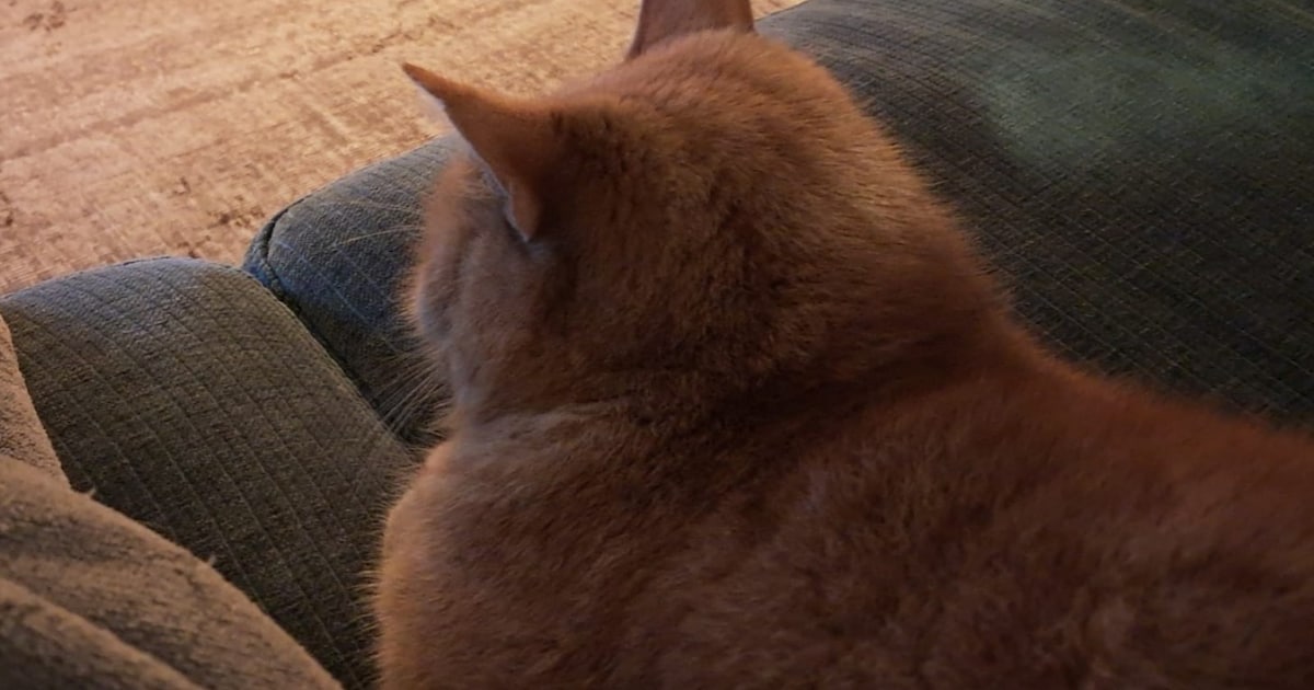 Heb jij Jacky, Sibbe of Charlie gezien? Deze drie huisdieren worden in Zwolle vermist