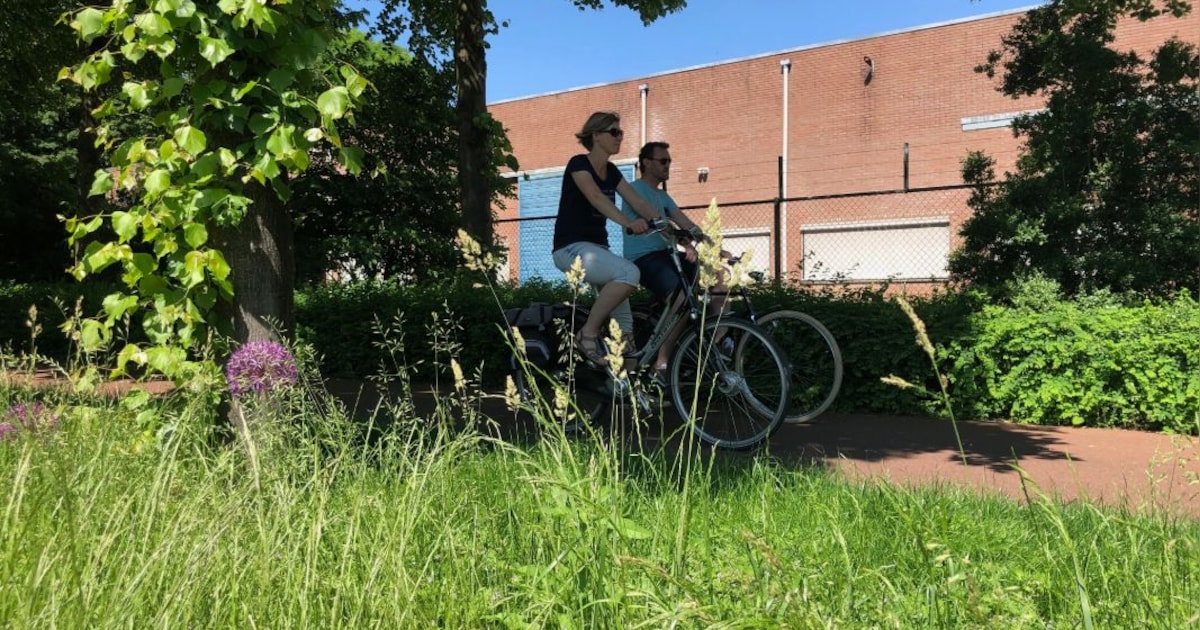 Wel of geen niesbui: check hoeveel pollen in de Almelose lucht zweven