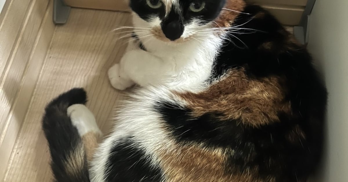 Heb jij Luna, Nala of Kiki gezien? Deze negen huisdieren worden in Enschede vermist