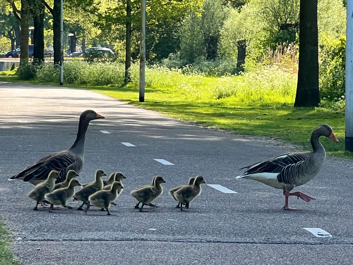 Voorjaar in Almelo begint pas echt met deze vroege vogels