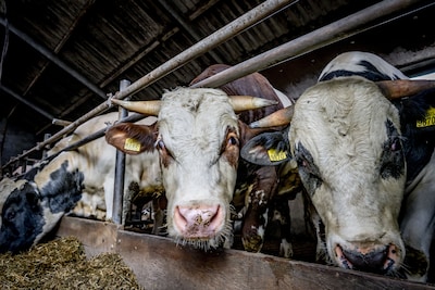 Twentse boer produceerde te veel poep en dat gaat geld kosten