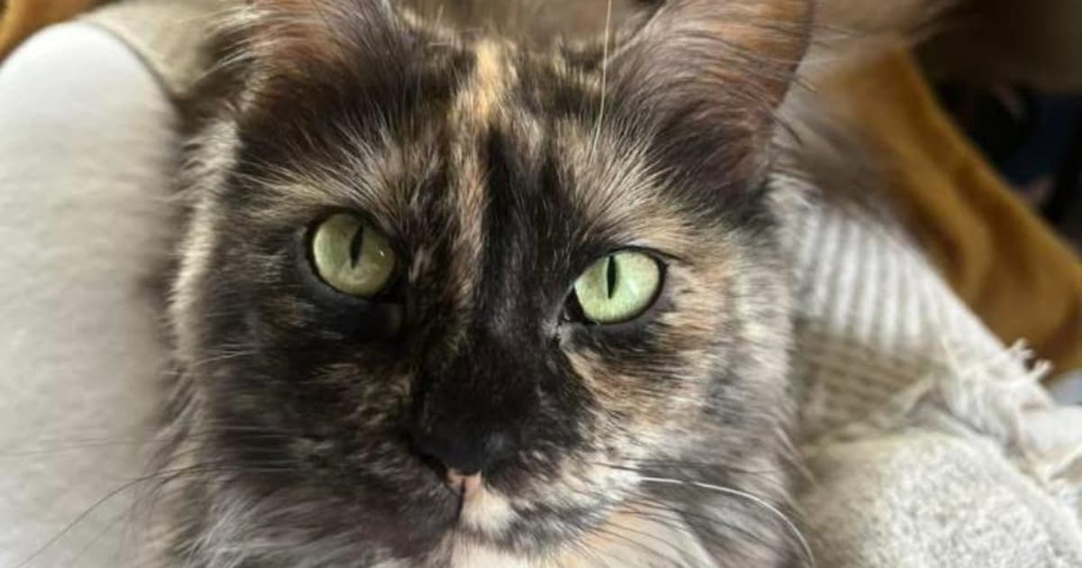 Heb jij Lilo gezien? Dit huisdier wordt in Twenterand vermist