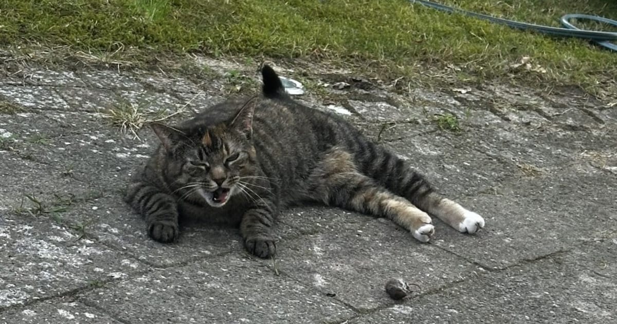Heb jij Yara of Tijger gezien? Deze twee huisdieren worden in Dinkelland vermist
