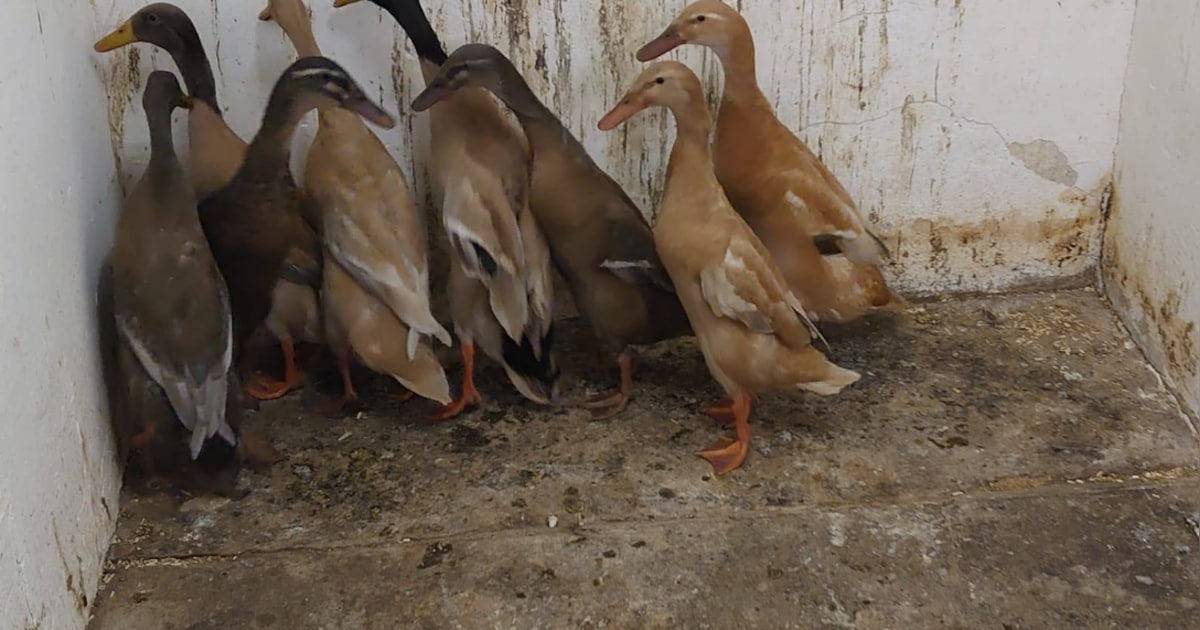 Meerdere kippen, pauwen en eenden binnengebracht bij opvangcentrum Groningen: ‘Uitgehongerd’