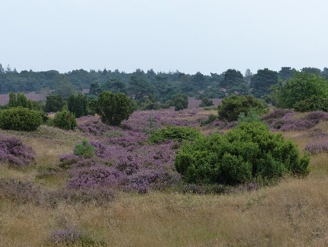 Heideherstel bij Beerze en Beerzerveld gaat verder | Regio | Tubantia.nl