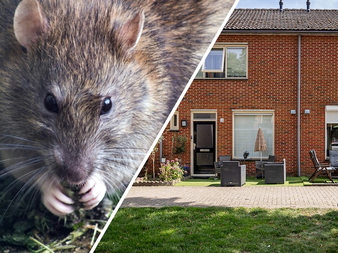 Oog in oog met een dikke rat die onder de bank zat: ‘Ik gilde het uit ...