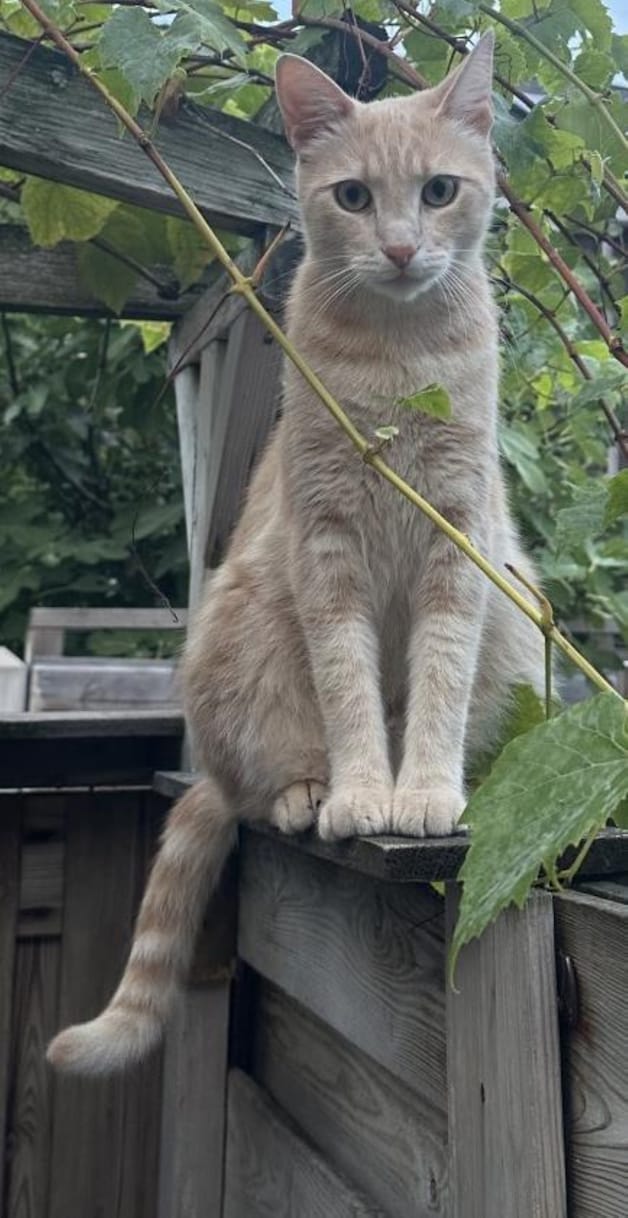 Heb jij Chicko, Snuffie of Wolfie gezien? Deze 4 huisdieren worden in ...