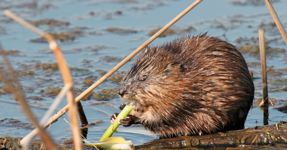Meer ‘gevaarlijke’ muskusratten gevangen in Achterhoek en Liemers ...