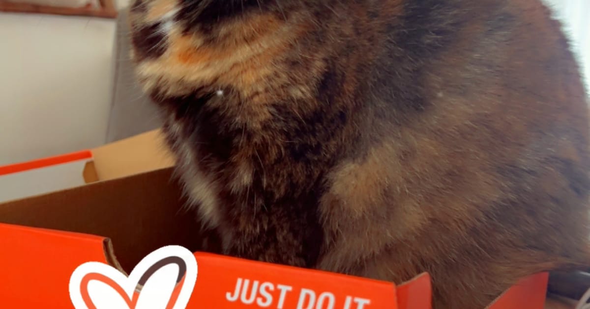 Heb jij Harry of Bica gezien? Deze twee huisdieren worden in Almelo vermist