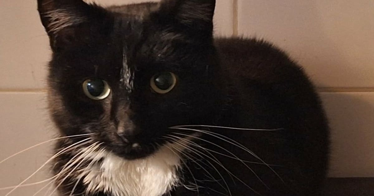 Heb jij Demon gezien? Deze twee huisdieren worden in Berkelland vermist