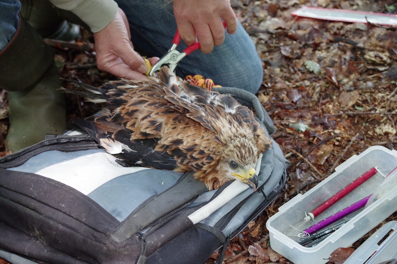Zeldzaam roofvogelnest van rode wouw in Winterswijk: bijzonder voor de ...