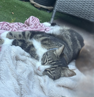Heb jij Linus of Puma gezien? Deze 2 huisdieren worden in Almelo vermist