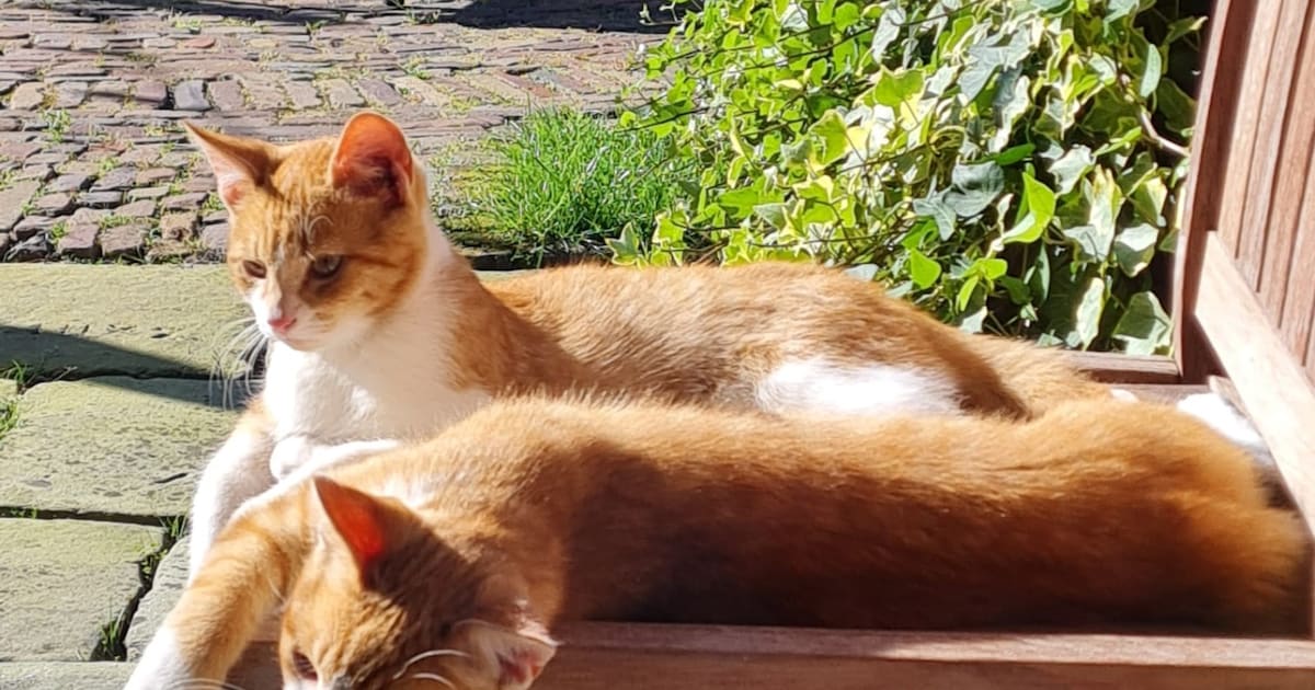 Heb jij Ober of Axl gezien? Deze twee huisdieren worden in Hof van Twente vermist