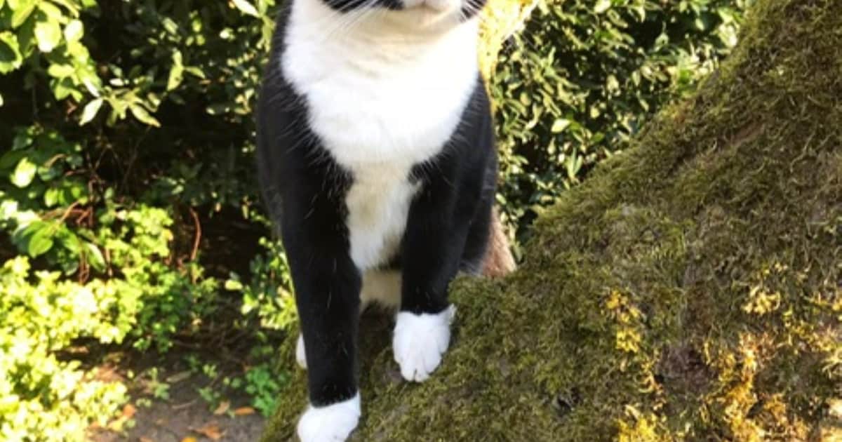 Heb jij Charlie gezien? Dit huisdier wordt in Rijssen-Holten vermist