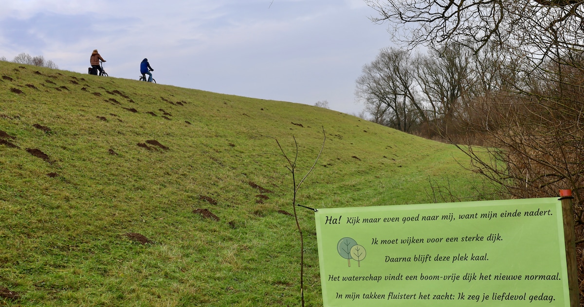 Lezers over bomenkap in Herxen: ‘In Italië bouwen ze zelfs muurtjes om bomen’