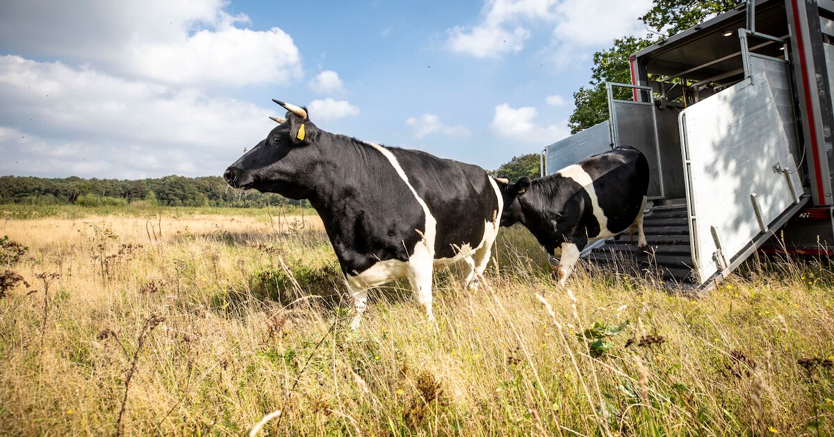 Deze koeien zijn zeldzamer dan panda’s én terug in Twente: ‘Duurzamer dan een grasmaaier’