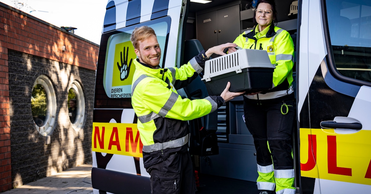 Als in Twente aangetroffen kittens ‘moedermelk’ nodig hebben, begint voor Wouter en Saskia een race 