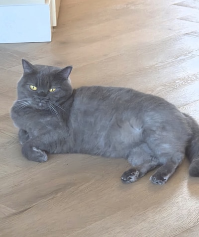 Heb jij Jay-C, Mila of Mickey gezien? Deze acht huisdieren worden in Almelo vermist