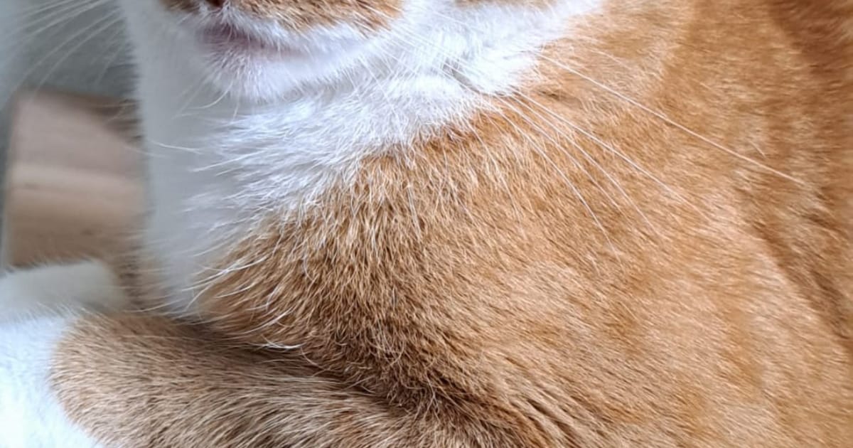 Heb jij Fidie, Nala of Ayan gezien? Deze vier huisdieren worden in Enschede vermist