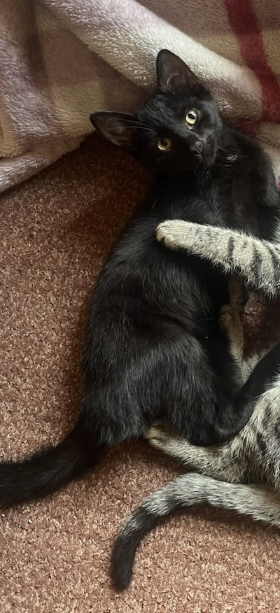 Heb jij Mormel of Mous gezien? Deze twee huisdieren worden in Almelo vermist