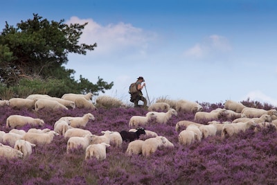Hier in de buurt van Almelo wandel je over de bloeiende heide