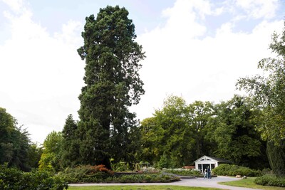 Hij staat al op een podium, nu heeft deze mammoetboom ook nog de hoofdprijs