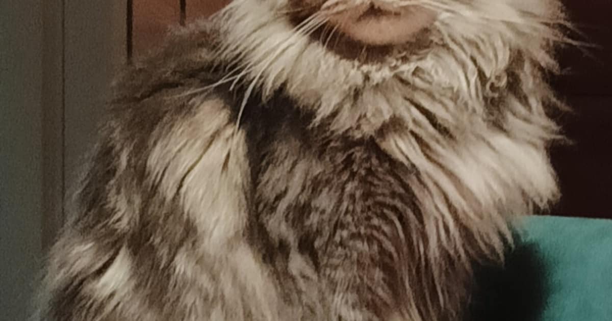 Heb jij Coco gezien? Dit huisdier wordt in Hof van Twente vermist