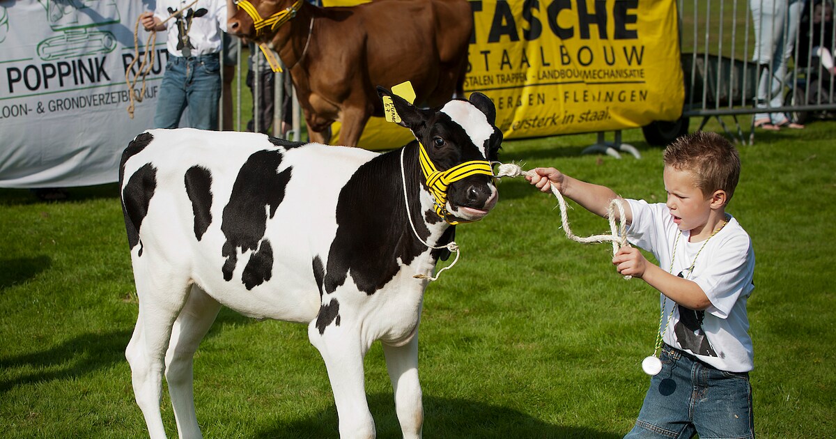 Kalverkeuring in Reutum, kinderen showen kalfjes en vaarzen