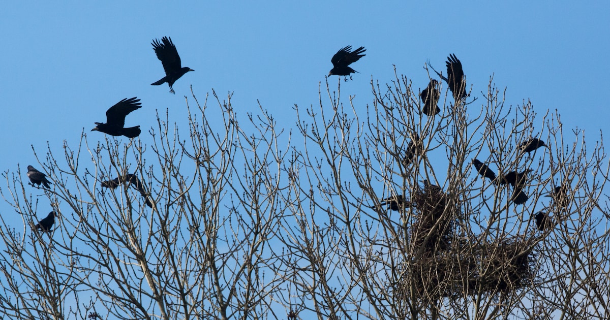 Superslimme roek laat zich niet makkelijk verplaatsen in Raalte: ‘Terugkeer van ‘overlast’ niet uit 
