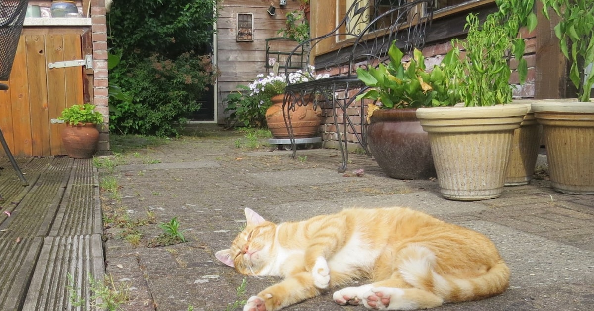 Heb jij Gizmo gezien? Dit huisdier wordt in Hof van Twente vermist