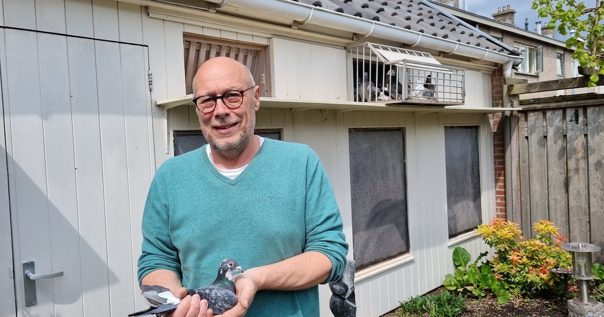 Voor de kanaries is het te laat, maar duiven mogen weer naar de wedstrijden