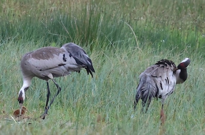 Kraanvogels met kuiken gespot in Zuna: ‘Ze leggen maar één keer per jaar eieren’