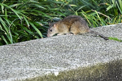 Komen er echt meer ratten in Twente? Meldingen stijgen fors, maar Twente Milieu ziet geen plaag