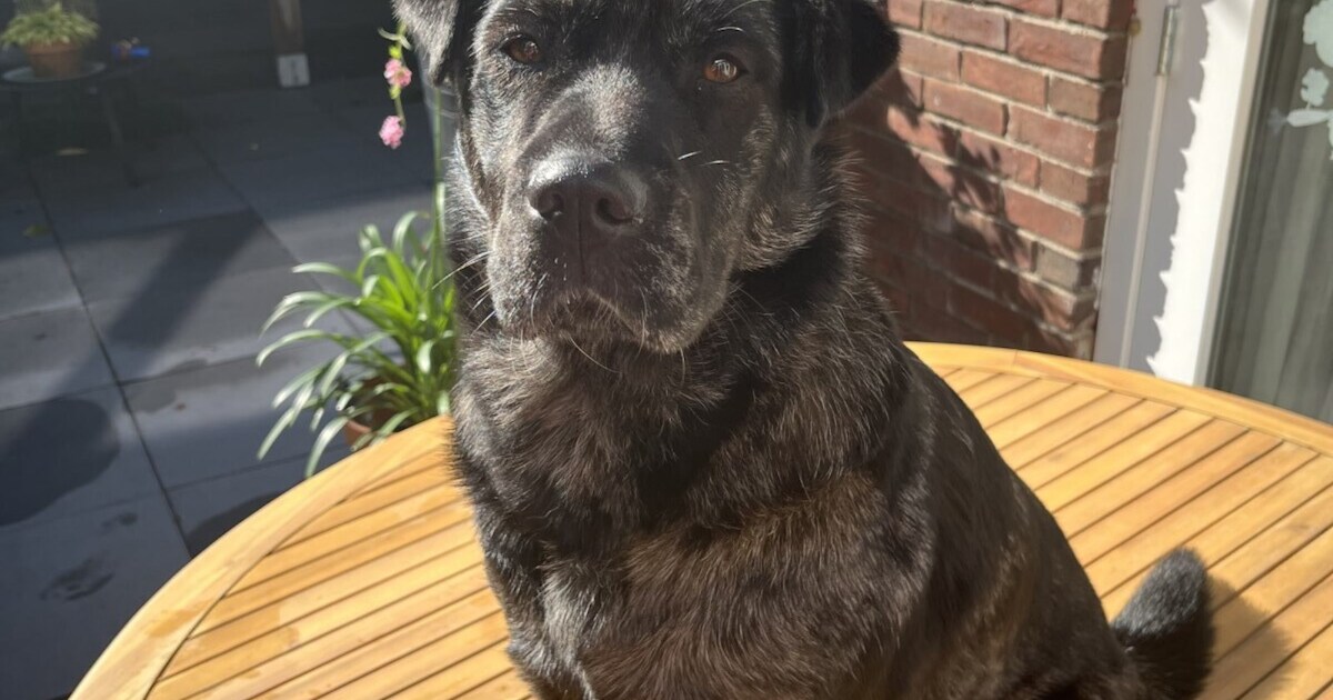 Heb jij Janna gezien? Dit huisdier wordt in Rijssen-Holten vermist