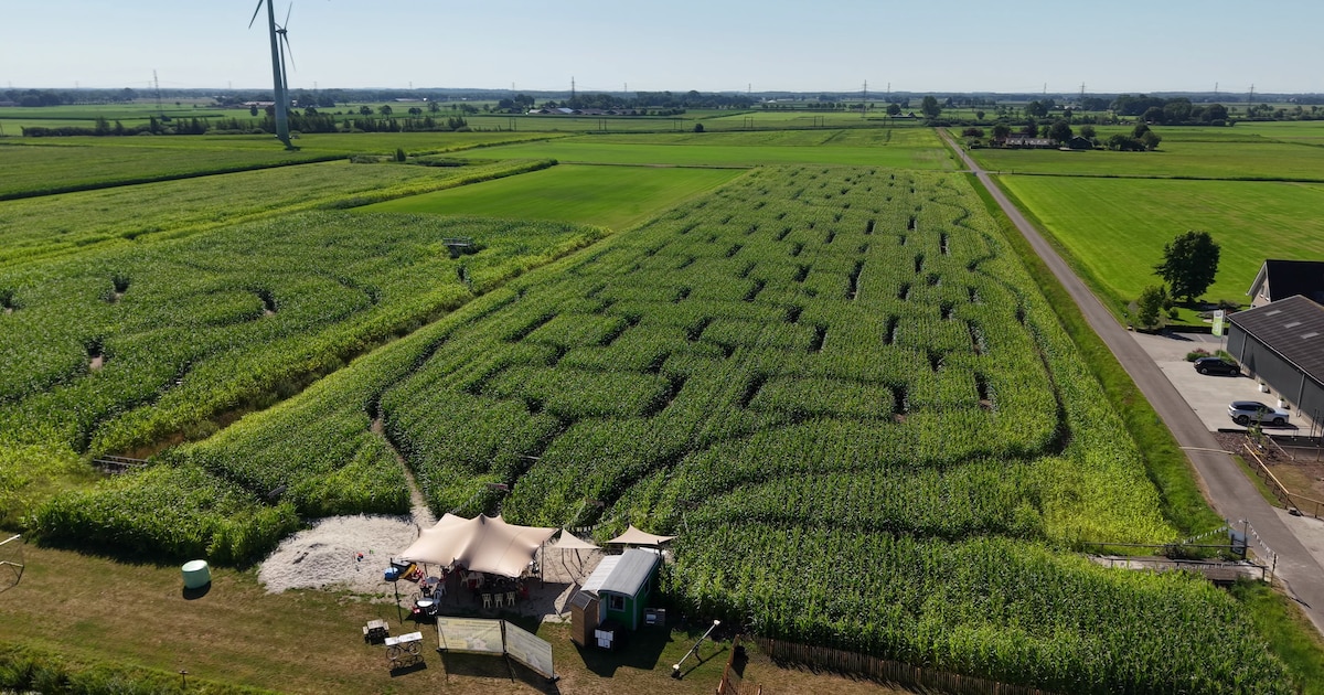 Een uur ronddwalen in het groen: dit is de techniek achter maisdoolhoven