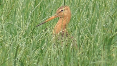 ‘Pleng geen krokodillentranen om de grutto’
