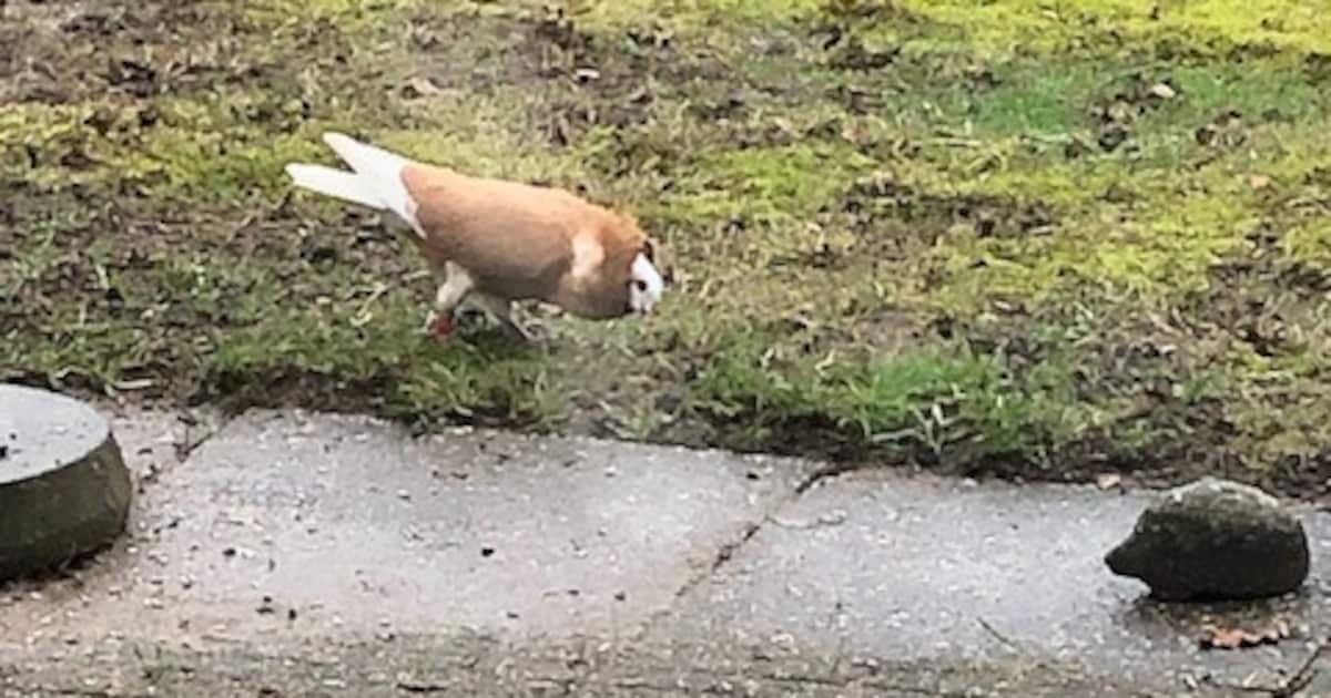 Sierduif gevonden, bescherming tuintafel en gratis tweezitsbank