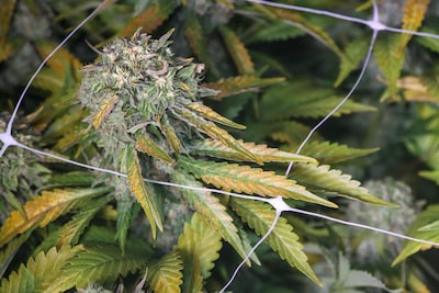 Hennepgeur rond woning leidt tot sluiting: Hengeloër vecht besluit burgemeester aan